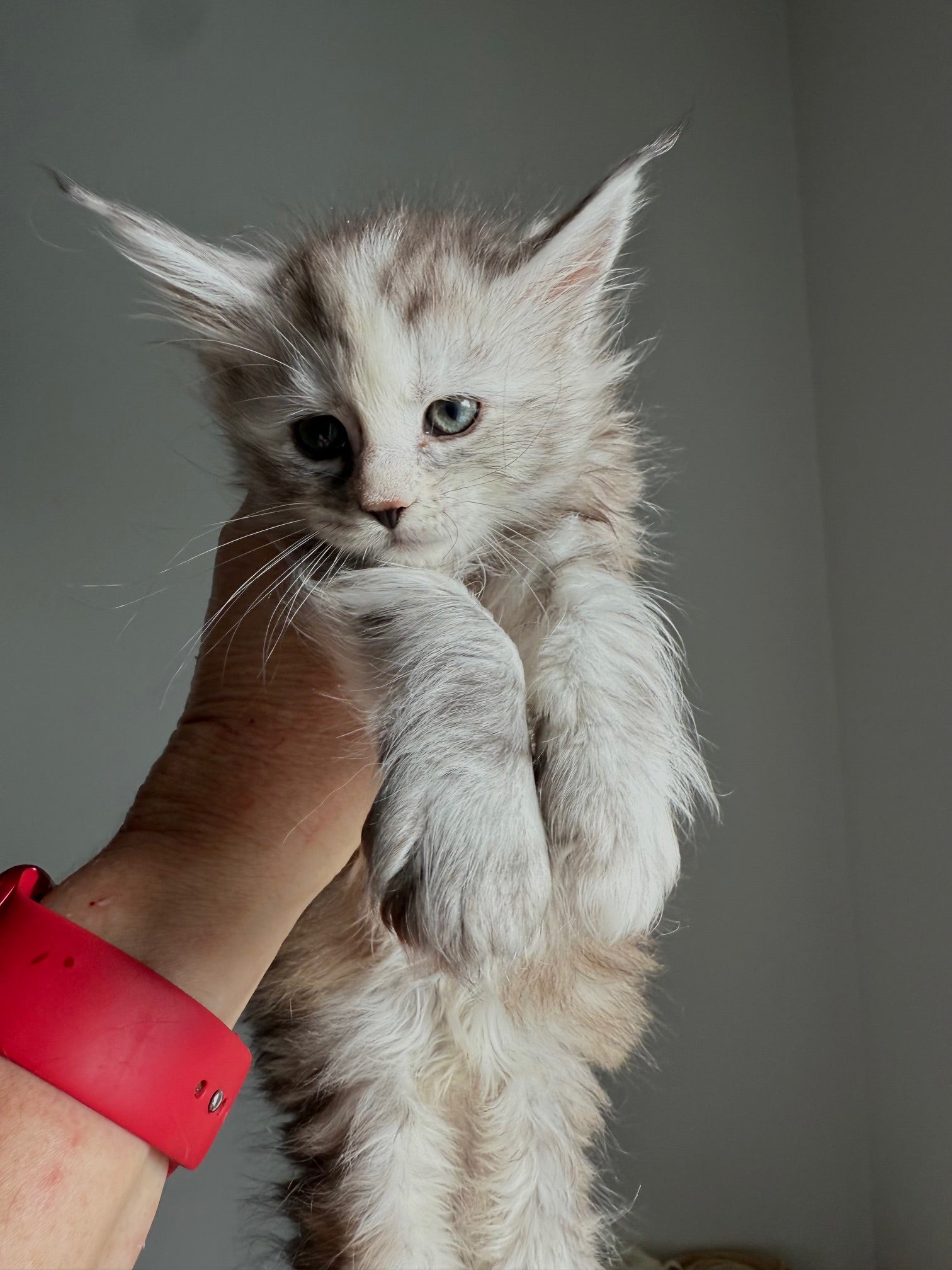 Silver Tortie Maine Coon female / Located in Ottawa area