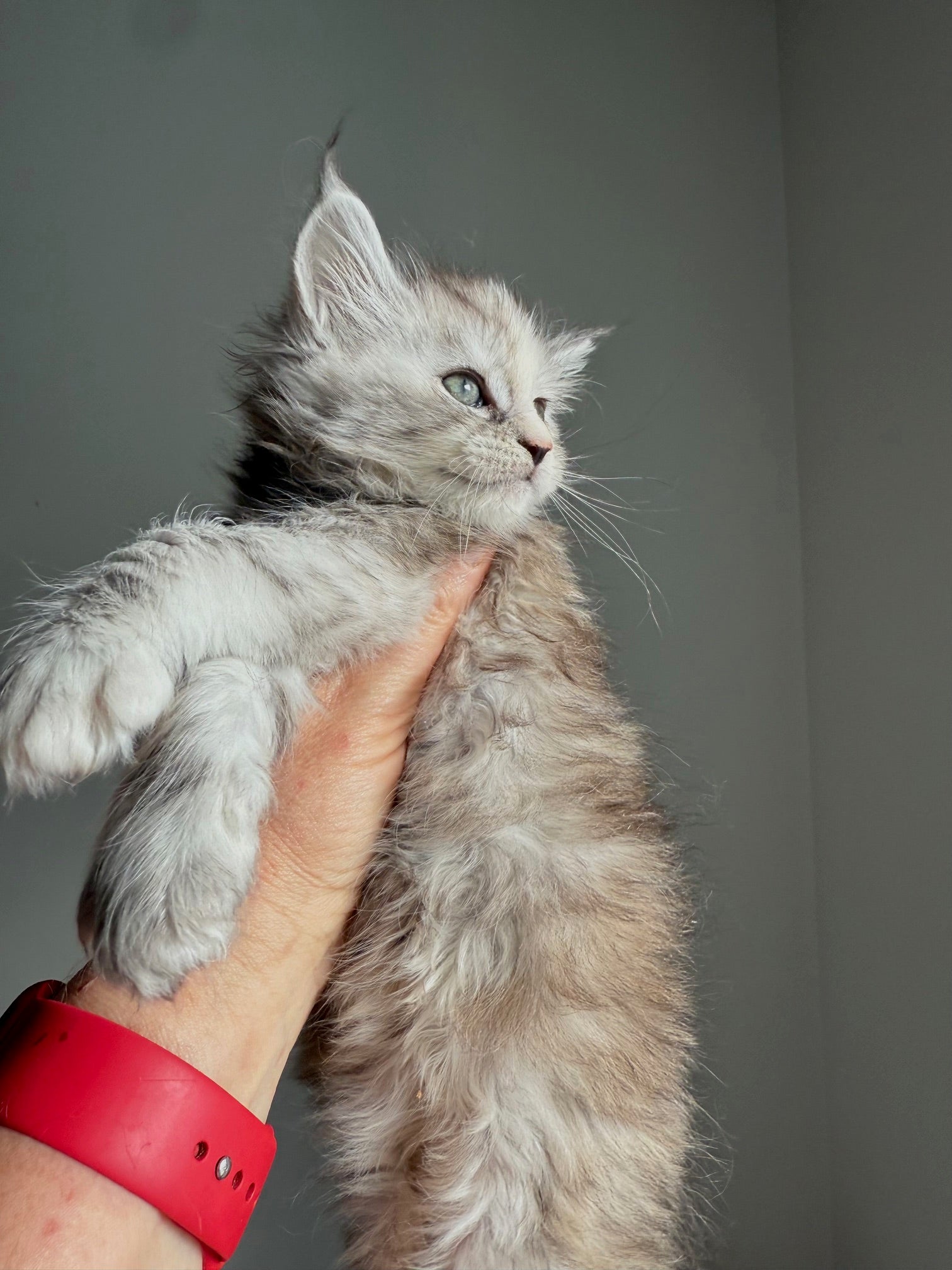 Silver Tortie Maine Coon female / Located in Ottawa area