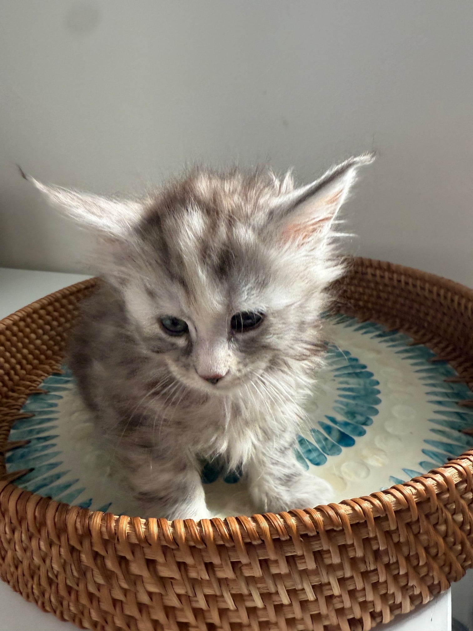 Silver Tortie Maine Coon female / Located in Ottawa area