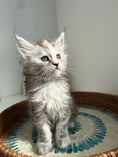 Load image into Gallery viewer, Silver Tortie Maine Coon female / Located in Ottawa area
