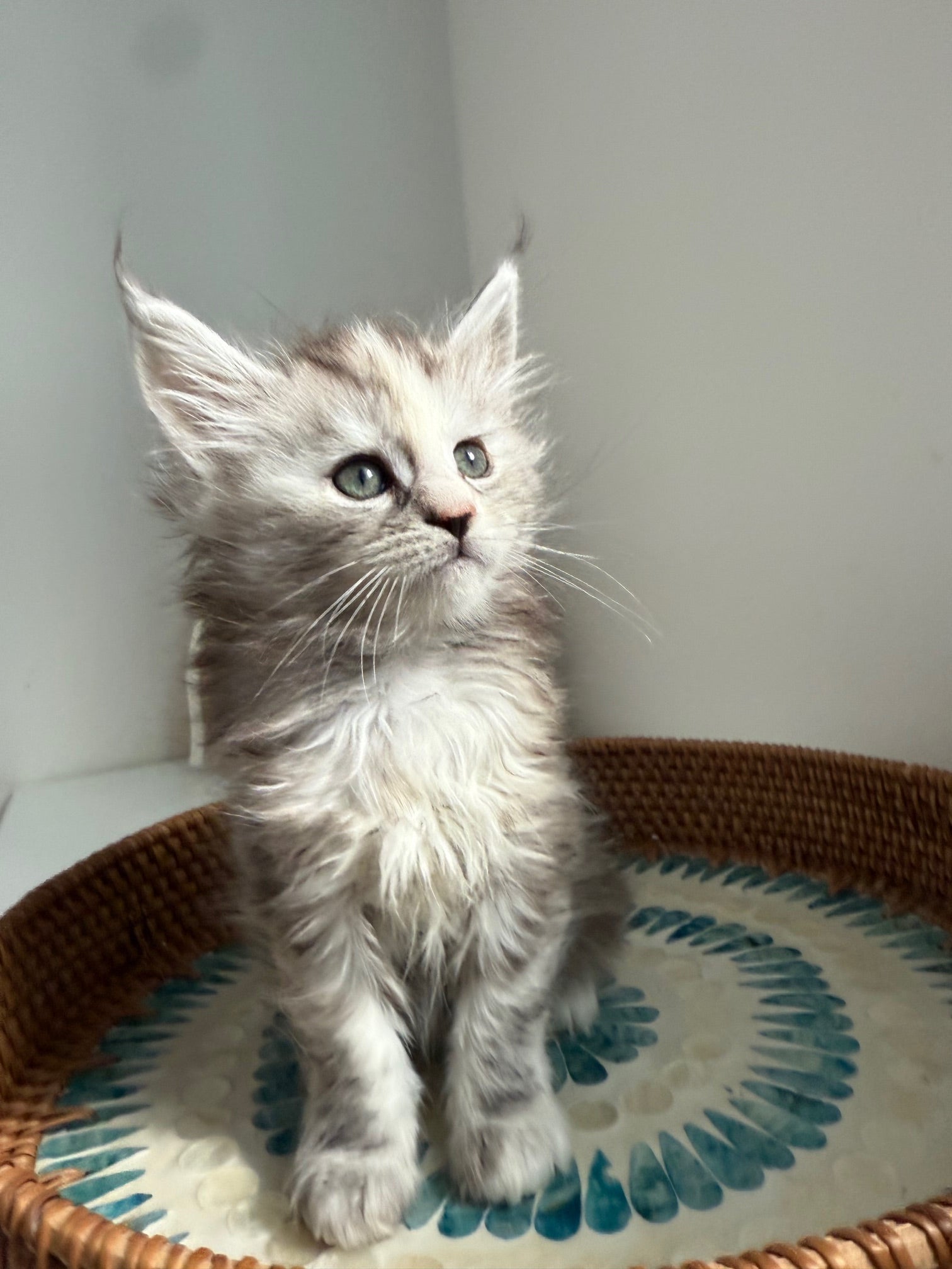 Silver Tortie Maine Coon female / Located in Ottawa area