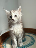 Load image into Gallery viewer, Silver Tortie Maine Coon female / Located in Ottawa area
