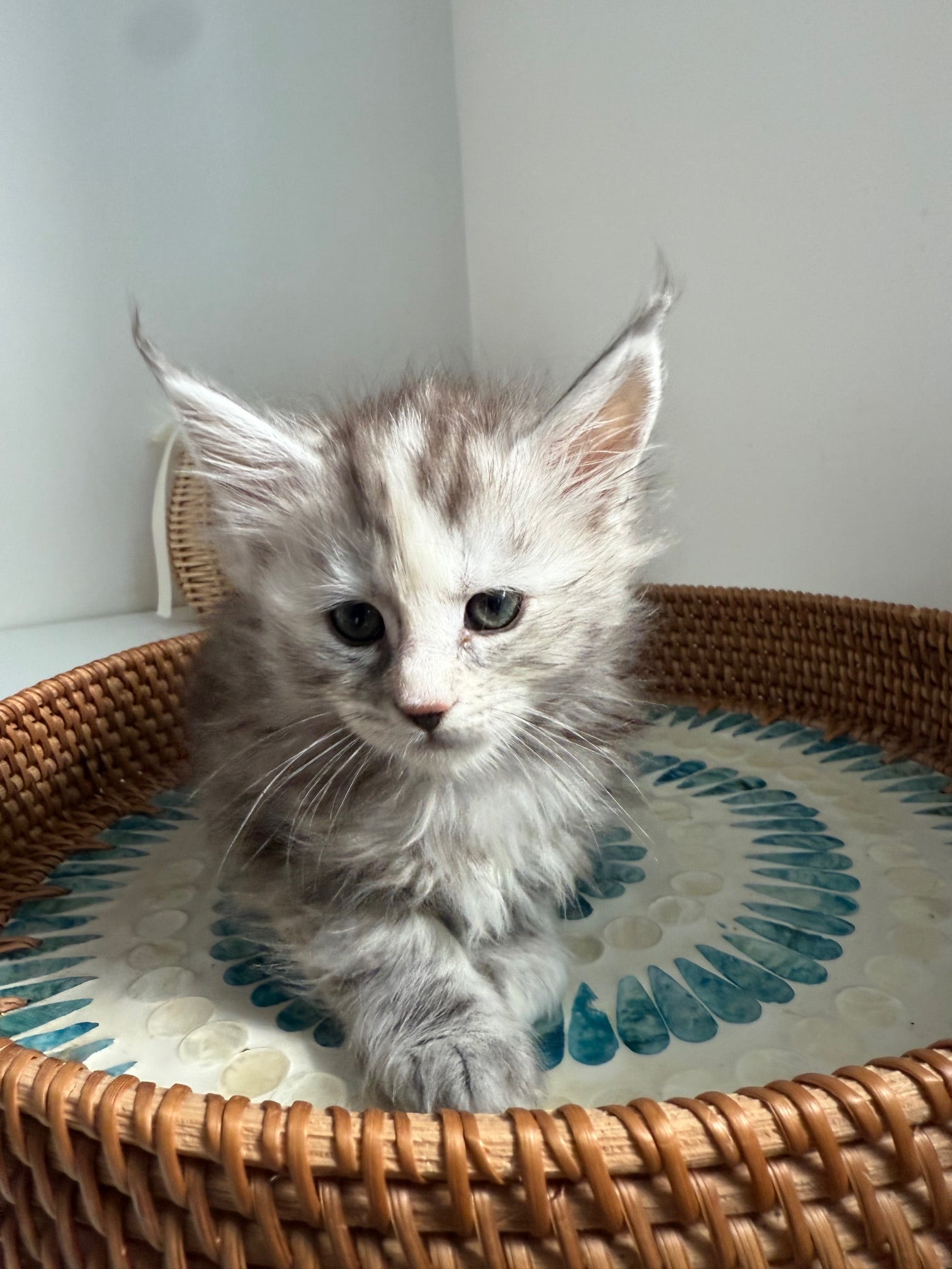 Silver Tortie Maine Coon female / Located in Ottawa area