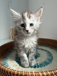 Load image into Gallery viewer, Silver Tortie Maine Coon female / Located in Ottawa area
