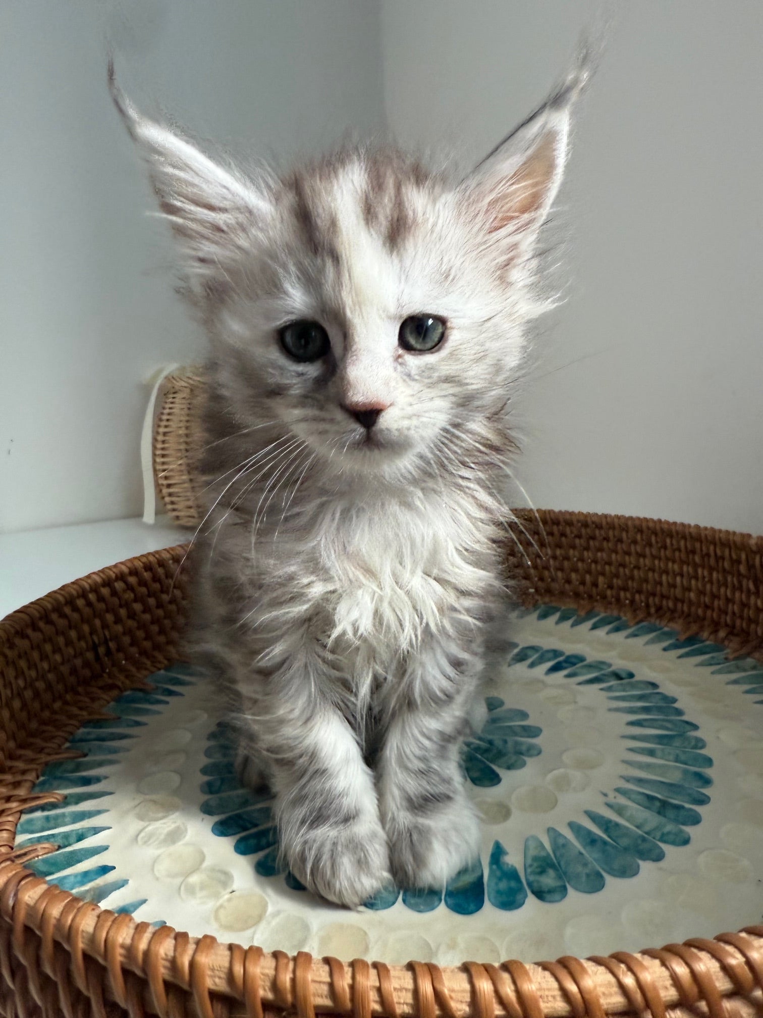 Silver Tortie Maine Coon female / Located in Ottawa area
