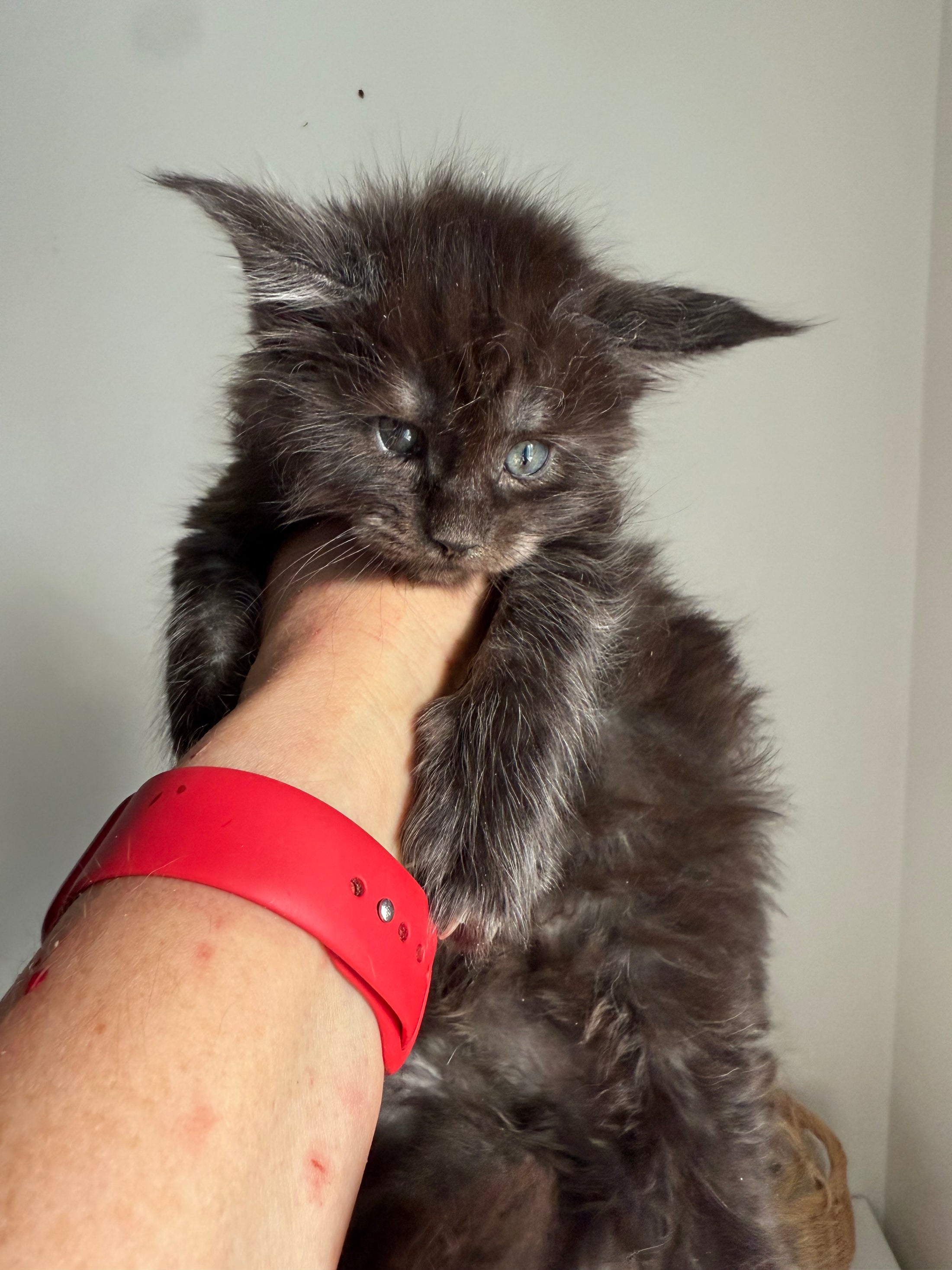 Black Smoke Maine Coon Male 3 / Located in Ottawa area
