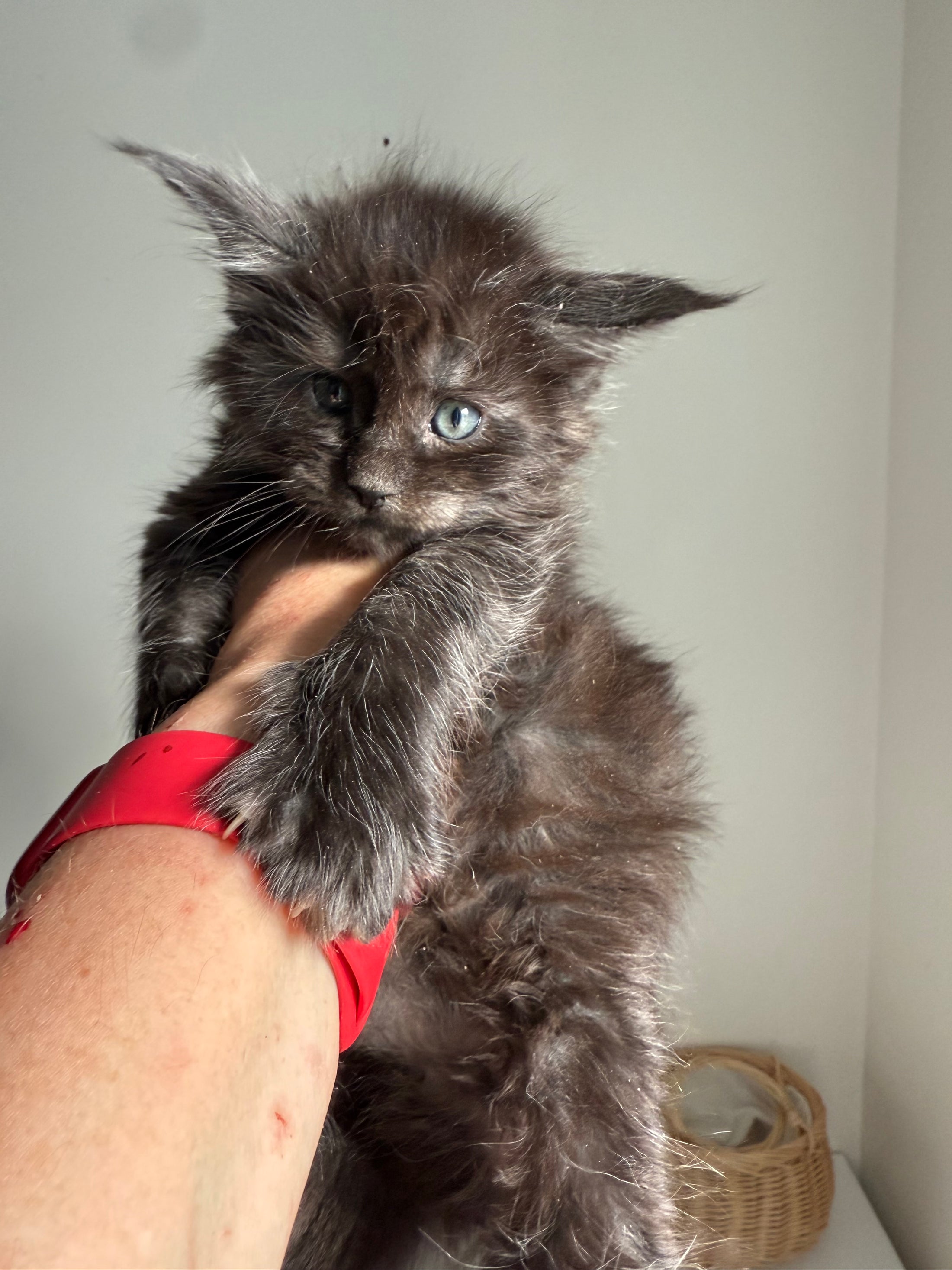Black Smoke Maine Coon Male 3 / Located in Ottawa area