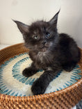Load image into Gallery viewer, Black Smoke Maine Coon Male 3 / Located in Ottawa area
