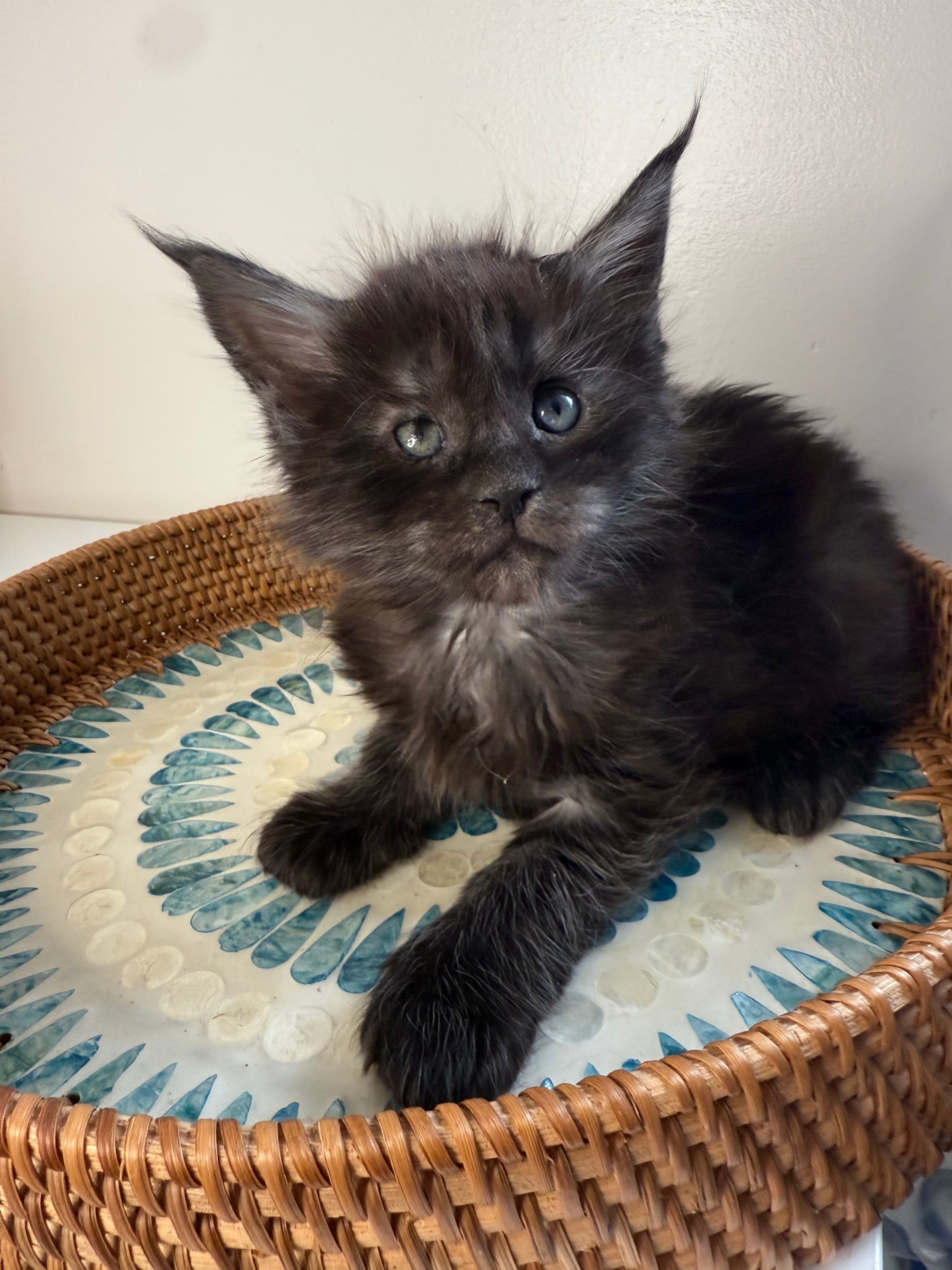 Black Smoke Maine Coon Male 3 / Located in Ottawa area