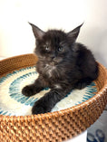 Load image into Gallery viewer, Black Smoke Maine Coon Male 3 / Located in Ottawa area
