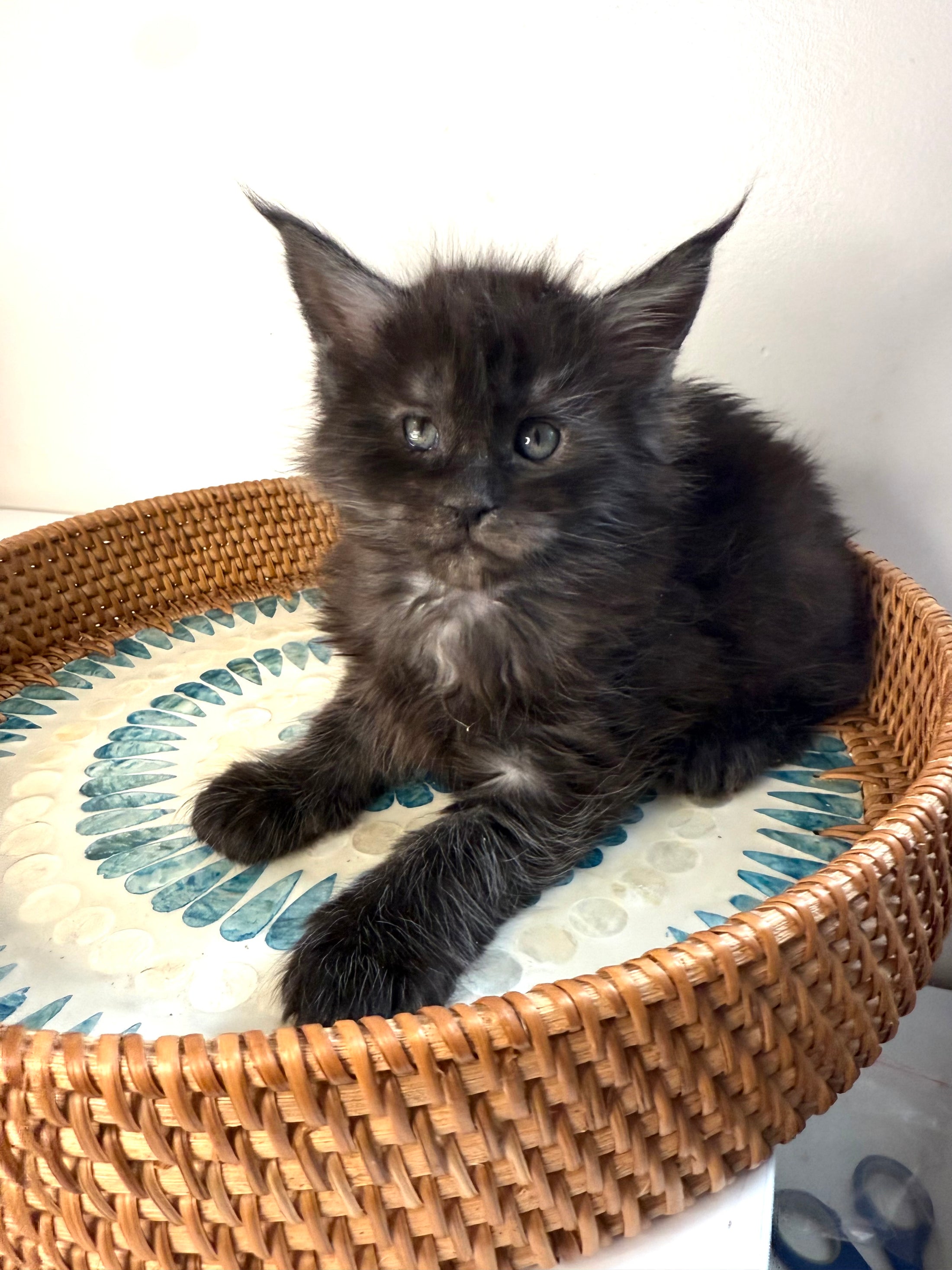 Black Smoke Maine Coon Male 3 / Located in Ottawa area