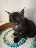 Load image into Gallery viewer, Black Smoke Maine Coon Male 3 / Located in Ottawa area
