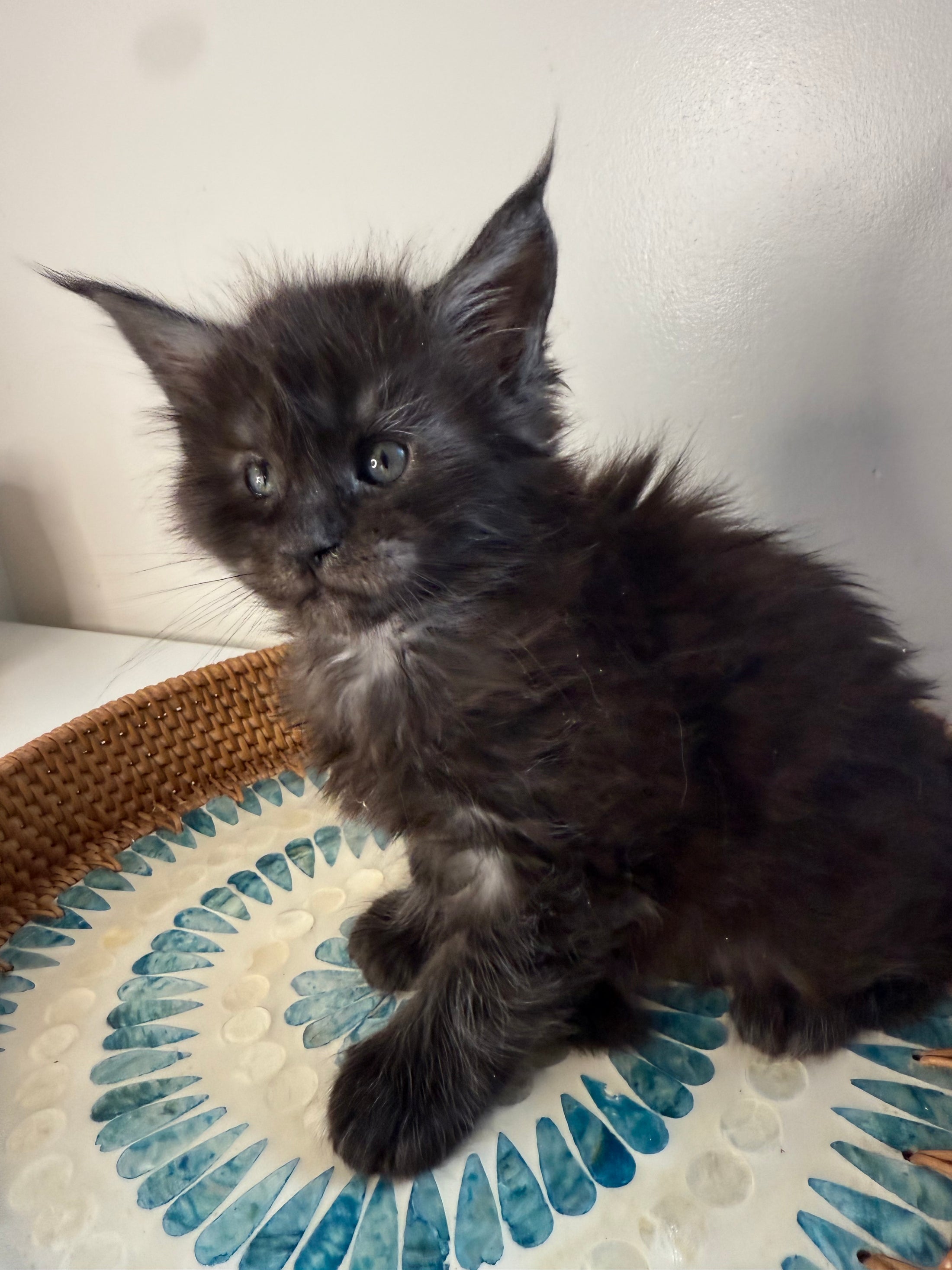 Black Smoke Maine Coon Male 3 / Located in Ottawa area