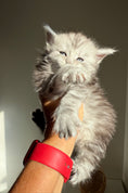 Load image into Gallery viewer, Black Silver Maine Coon male / Located in Ottawa area
