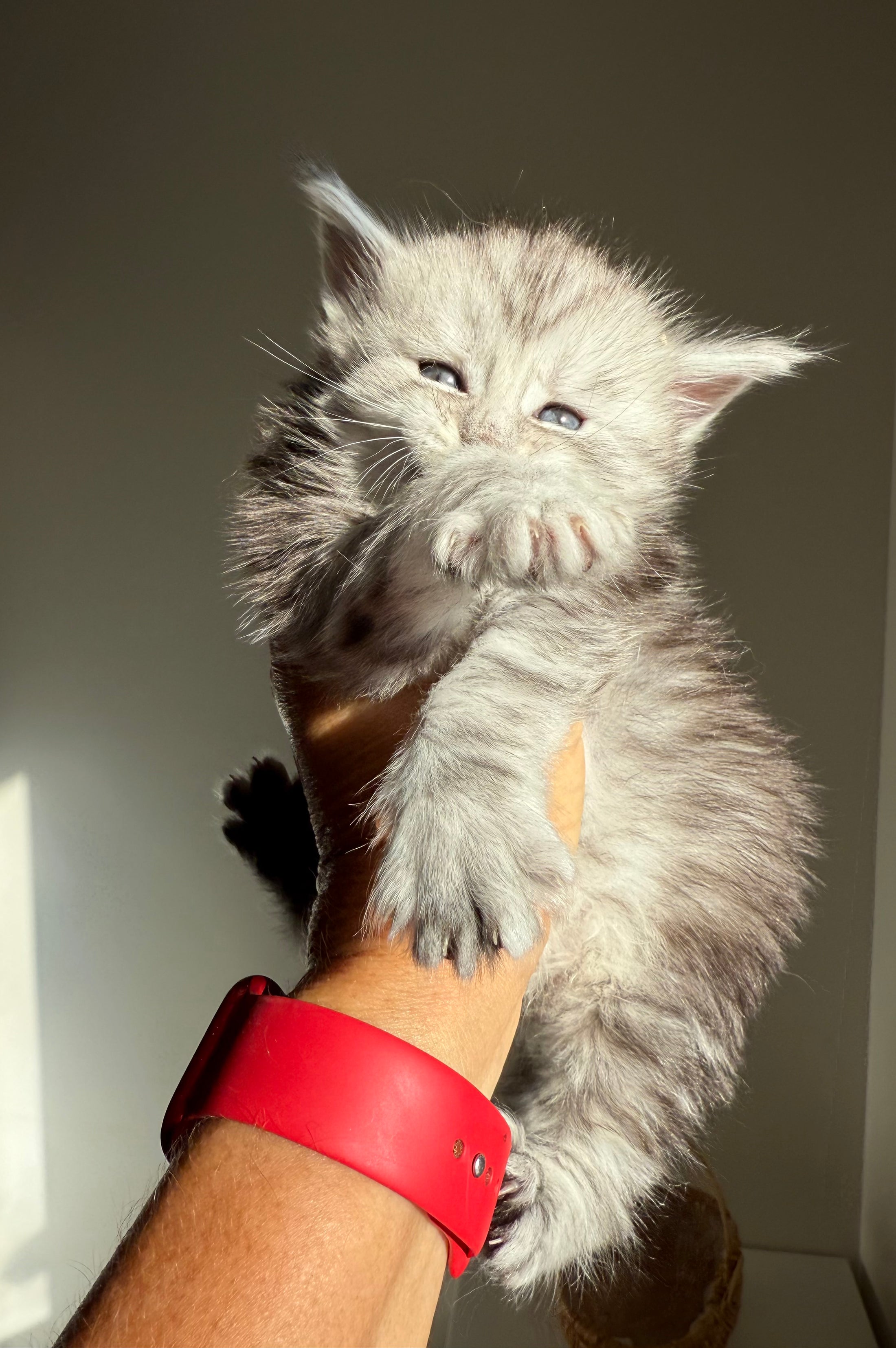 Black Silver Maine Coon male / Located in Ottawa area