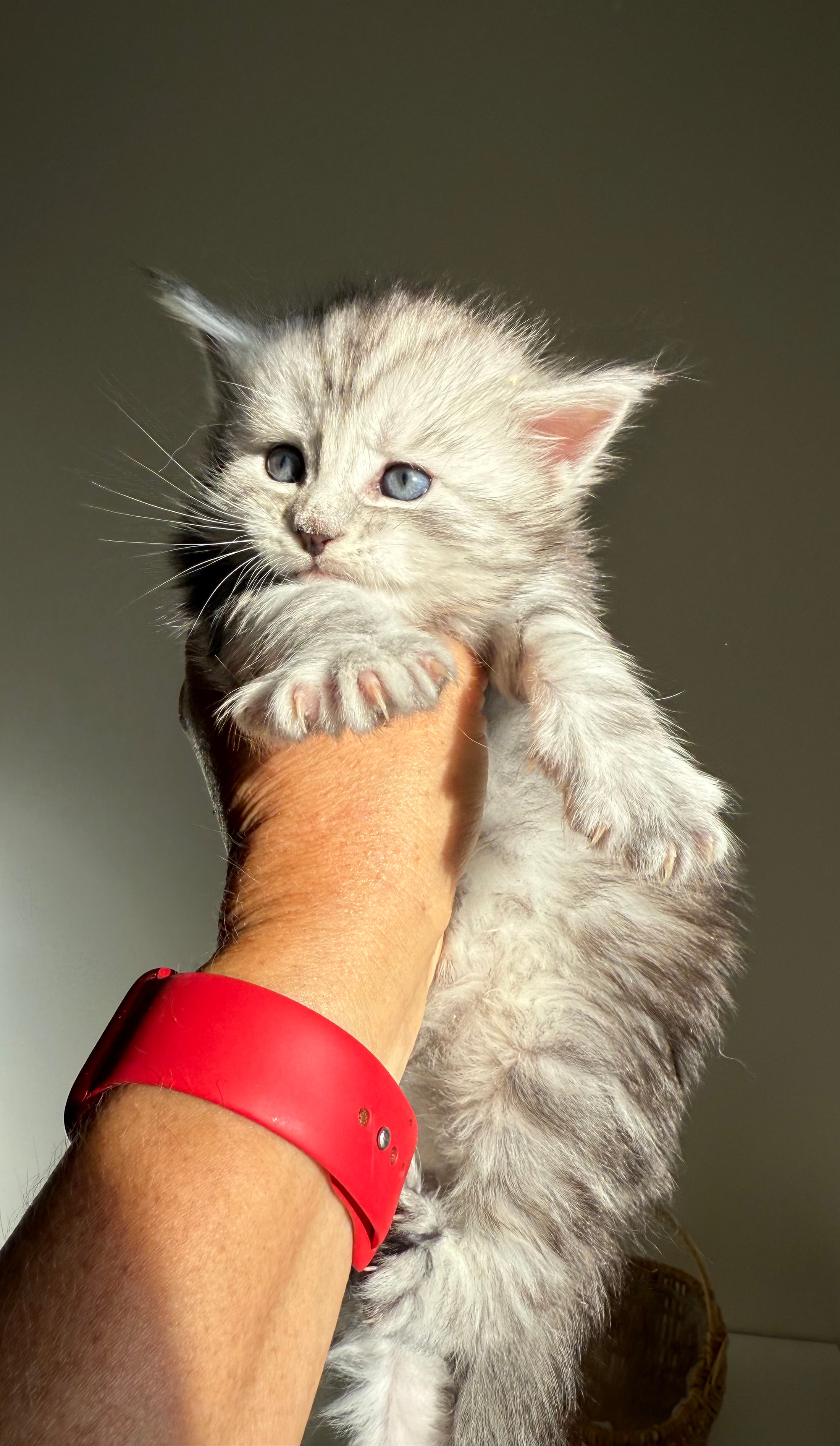 Black Silver Maine Coon male / Located in Ottawa area