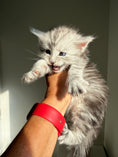 Load image into Gallery viewer, Black Silver Maine Coon male / Located in Ottawa area
