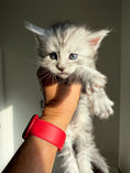 Load image into Gallery viewer, Black Silver Maine Coon male / Located in Ottawa area
