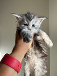 Load image into Gallery viewer, Black Silver Maine Coon female - located in Ottawa area
