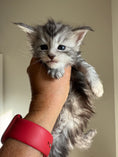 Load image into Gallery viewer, Black Silver Maine Coon female - located in Ottawa area
