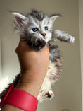 Load image into Gallery viewer, Black Silver Maine Coon female - located in Ottawa area
