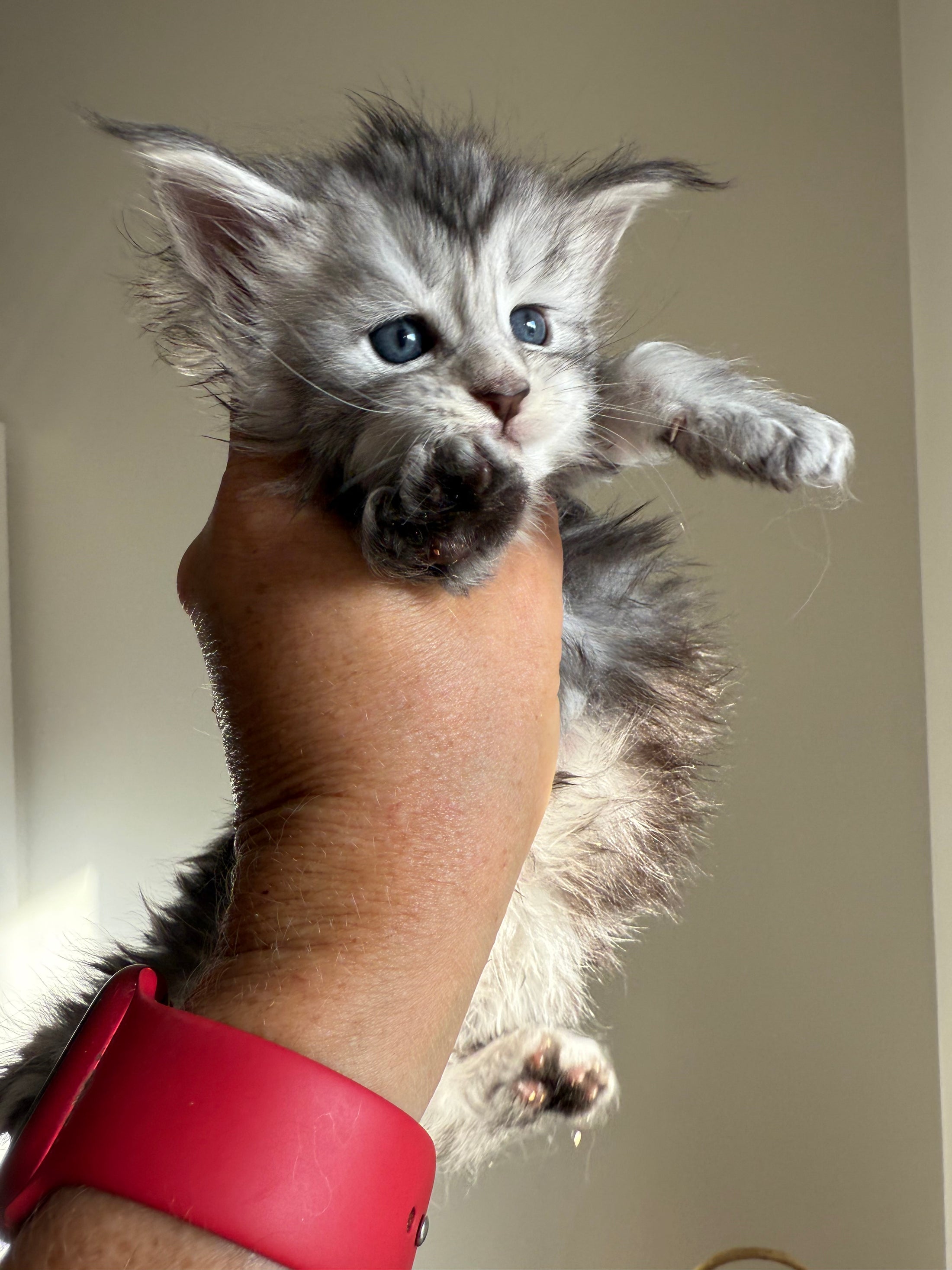 Black Silver Maine Coon female - located in Ottawa area