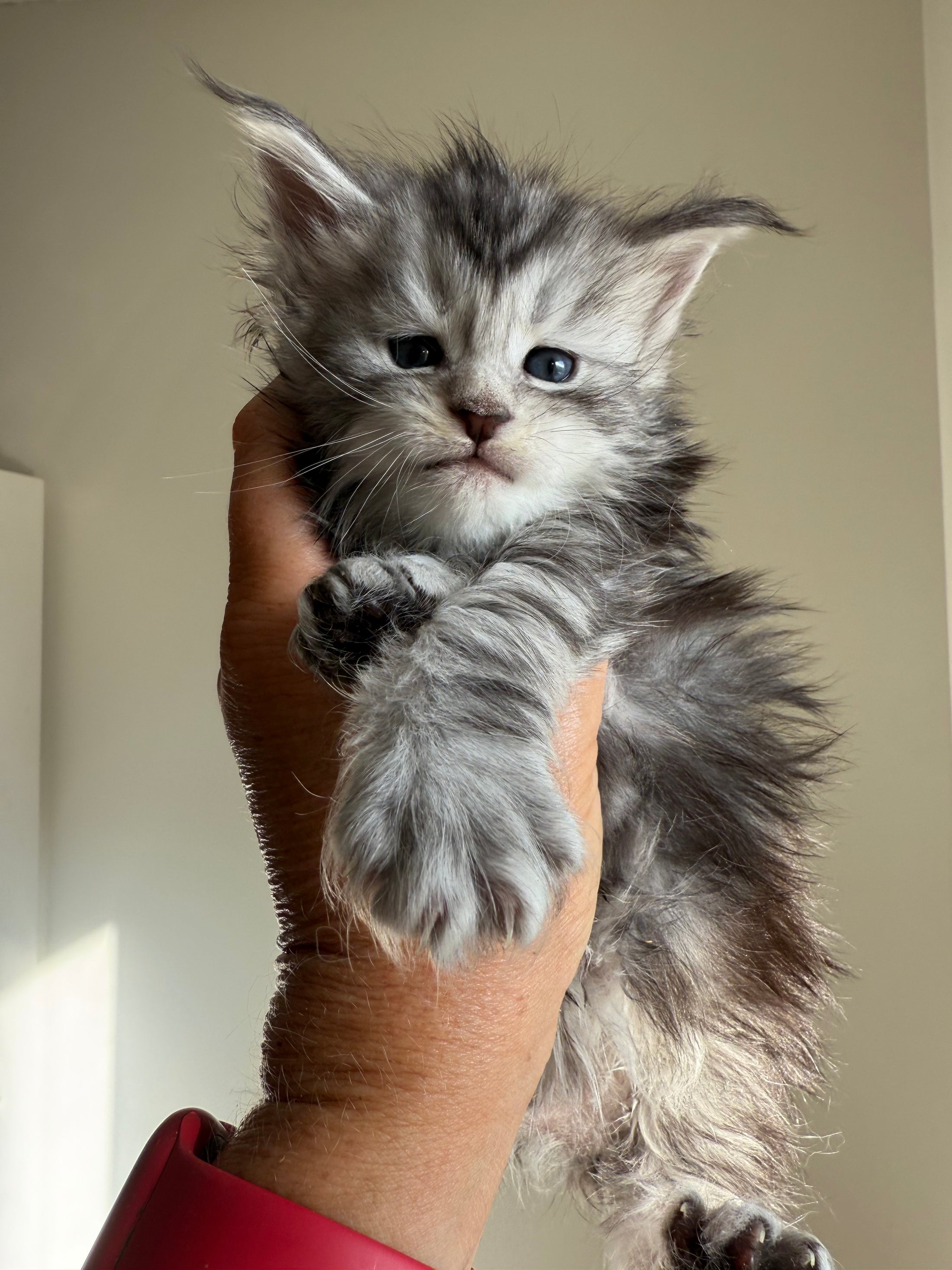 Black Silver Maine Coon female - located in Ottawa area