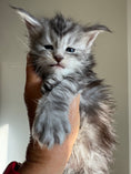 Load image into Gallery viewer, Black Silver Maine Coon female - located in Ottawa area
