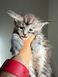 Load image into Gallery viewer, Black Silver Maine Coon Polydactyl male 2 - located in Ottawa area

