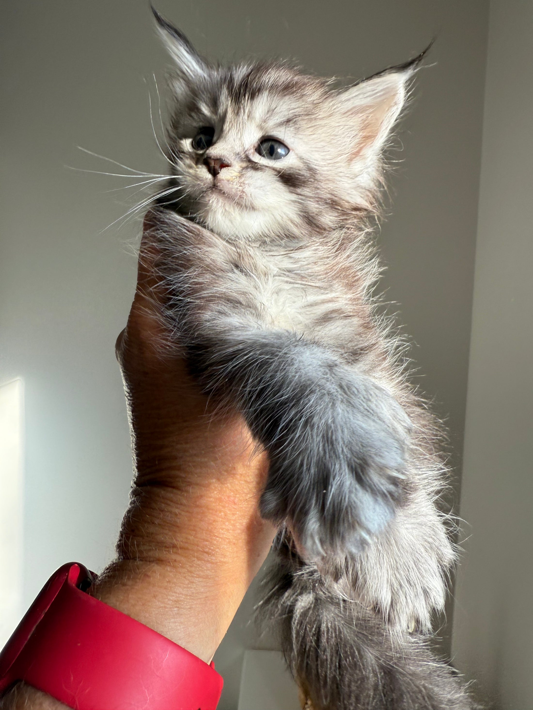 Black Silver Maine Coon Polydactyl male 2 - located in Ottawa area