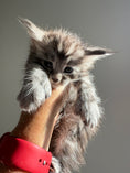 Load image into Gallery viewer, Black Silver Maine Coon Polydactyl male 2 - located in Ottawa area
