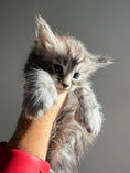 Load image into Gallery viewer, Black Silver Maine Coon Polydactyl male 2 - located in Ottawa area
