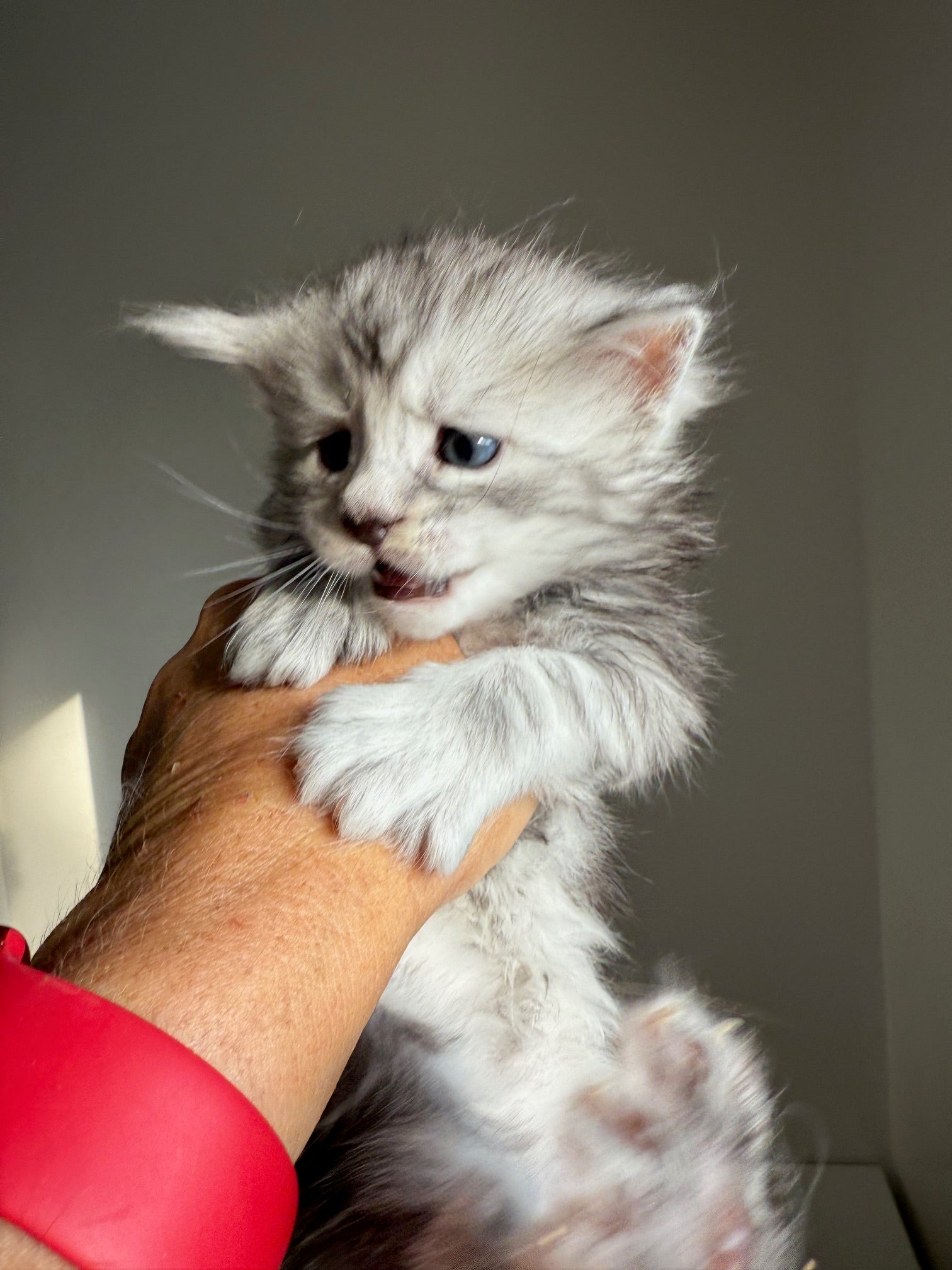 Black Silver Maine Coon male 2  / Located in Ottawa area