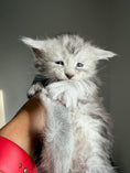 Load image into Gallery viewer, Black Silver Maine Coon male 2  / Located in Ottawa area
