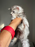 Load image into Gallery viewer, Black Silver Maine Coon male 2  / Located in Ottawa area
