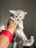 Load image into Gallery viewer, Black Silver Maine Coon male 2  / Located in Ottawa area
