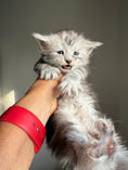 Load image into Gallery viewer, Black Silver Maine Coon male 2  / Located in Ottawa area
