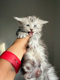 Load image into Gallery viewer, Black Silver Maine Coon male 2  / Located in Ottawa area
