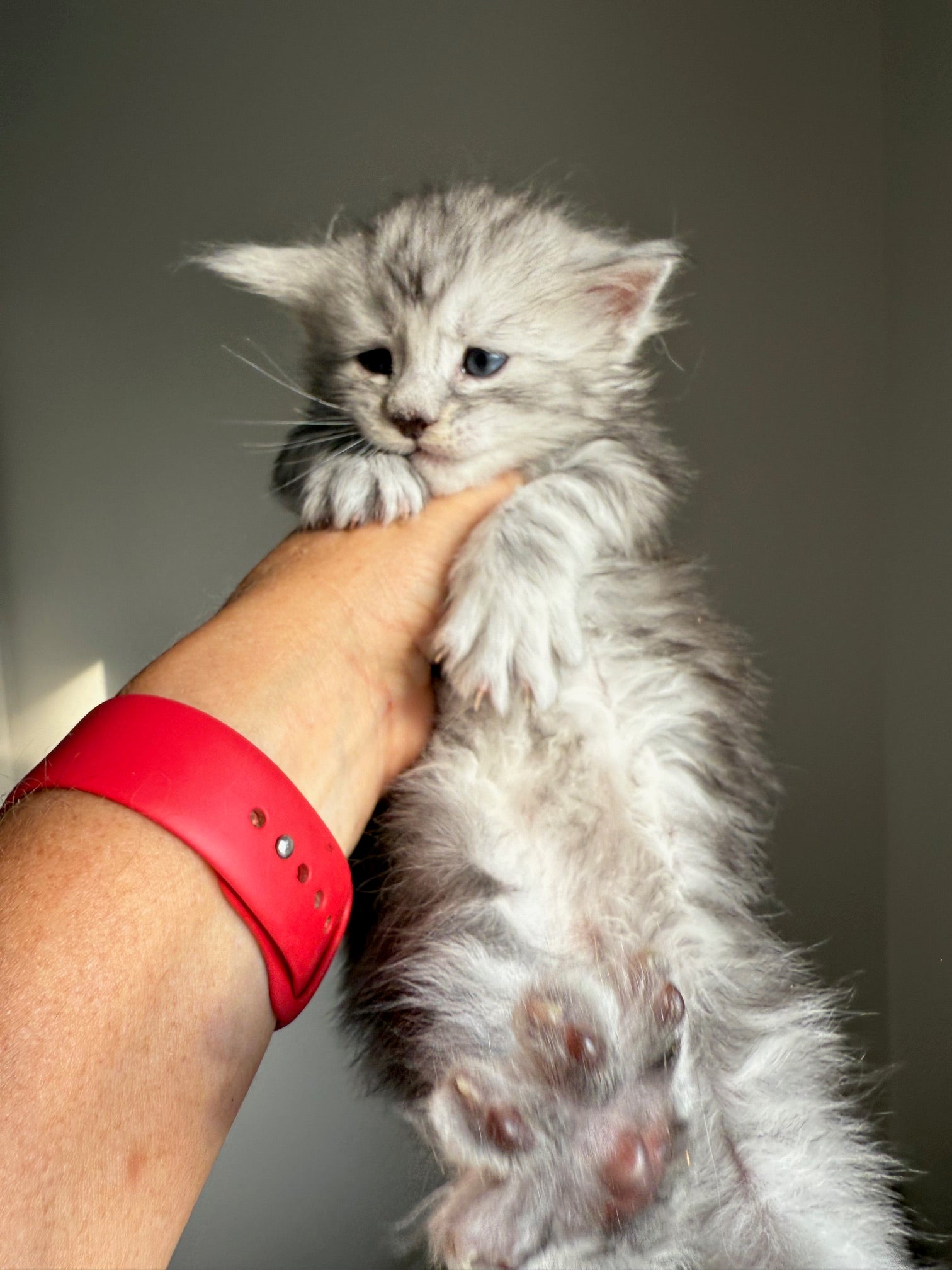 Black Silver Maine Coon male 2  / Located in Ottawa area