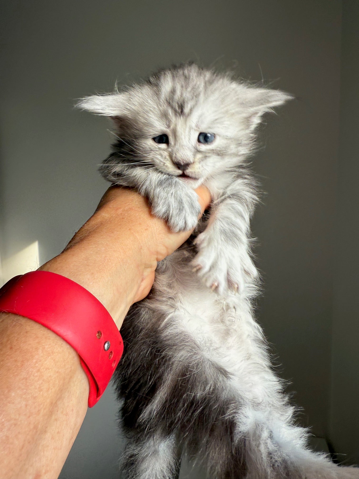 Black Silver Maine Coon male 2  / Located in Ottawa area