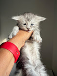 Load image into Gallery viewer, Black Silver Maine Coon male 2  / Located in Ottawa area

