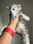Load image into Gallery viewer, Black Silver Maine Coon male 2  / Located in Ottawa area
