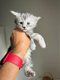 Load image into Gallery viewer, Black Silver Maine Coon male 2  / Located in Ottawa area
