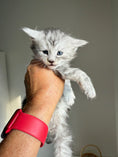 Load image into Gallery viewer, Black Silver Maine Coon male 2  / Located in Ottawa area
