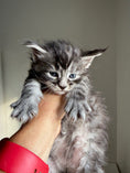 Load image into Gallery viewer, Black Silver Maine Coon male 3  / Located in Ottawa area
