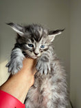 Load image into Gallery viewer, Black Silver Maine Coon male 3  / Located in Ottawa area
