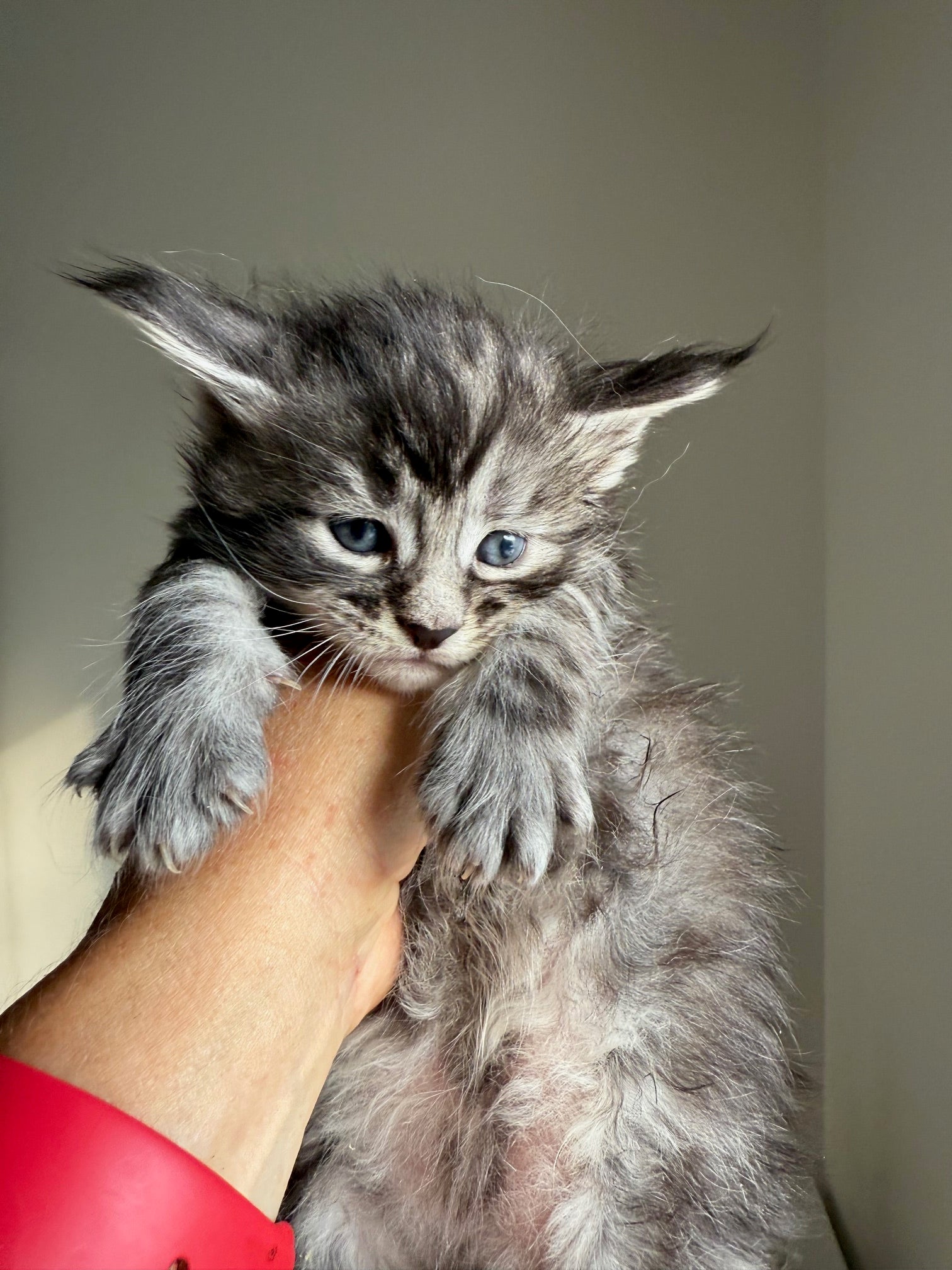Black Silver Maine Coon male 3  / Located in Ottawa area