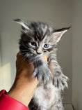 Load image into Gallery viewer, Black Silver Maine Coon male 3  / Located in Ottawa area
