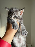 Load image into Gallery viewer, Black Silver Maine Coon male 3  / Located in Ottawa area
