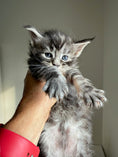 Load image into Gallery viewer, Black Silver Maine Coon male 3  / Located in Ottawa area
